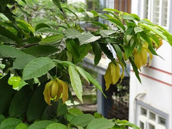 Loai cay trong truoc nha toa huong thom va mang lai su binh an-Hinh-4