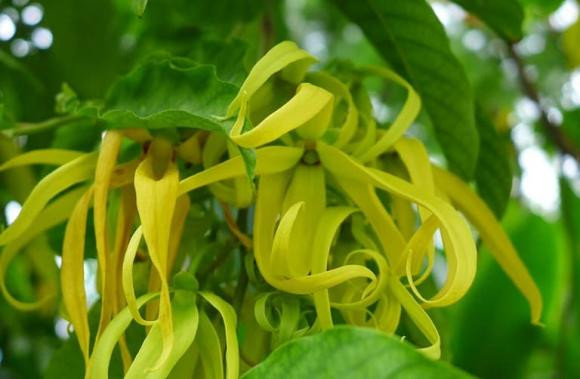 Loai cay trong truoc nha toa huong thom va mang lai su binh an