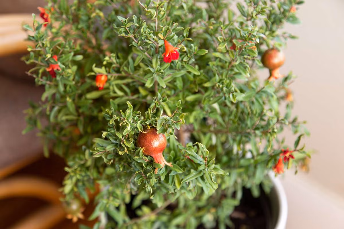 Những lý do nên trồng cây lựu trong vườn nhà - Hình 4 Nhung ly do nen trong cay luu trong vuon nha-Hinh-4