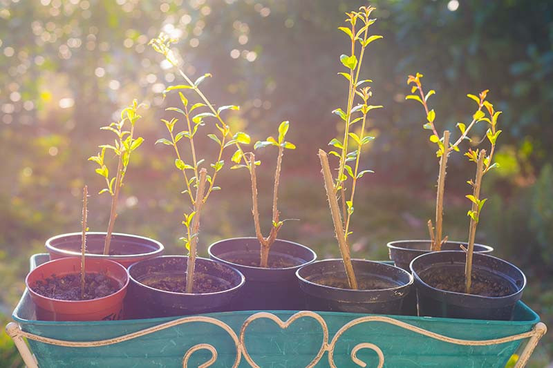 Những lý do nên trồng cây lựu trong vườn nhà - Hình 5 Nhung ly do nen trong cay luu trong vuon nha-Hinh-5