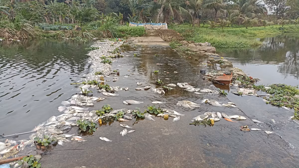 Ca chet tren suoi Co Dam o Thanh Hoa do o nhiem nguon nuoc-Hinh-3