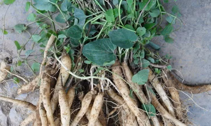 Cay dai xua la thuc an chan nuoi, nay dao re ban gia dat