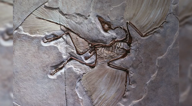 Thomas Higham là nhà khảo cổ học và chuyên gia xác định niên đại cacbon phóng xạ tại Đại học Oxford, Anh. Ông cho hay cả thực vật, động vật và con người đều hấp thụ carbon-14.