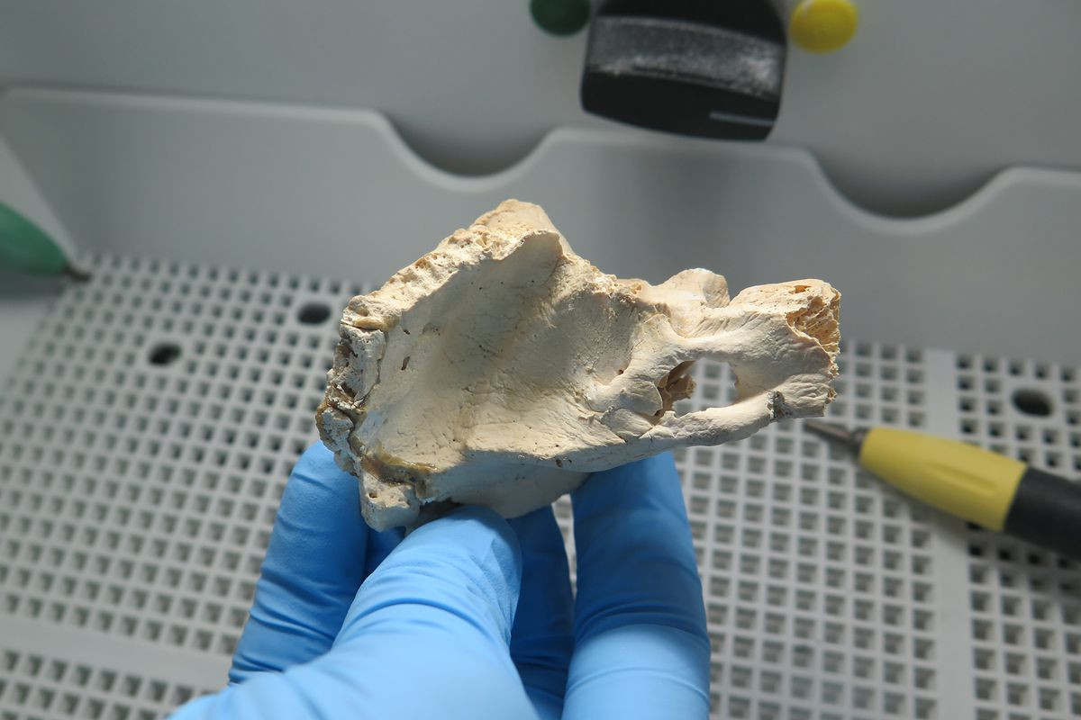 Đối với những hiện vật lâu đời hơn, các chuyên gia sử dụng phương pháp Uranium-thorium-lead để xác định niên đại. Với phương pháp này, các chuyên gia có thể đo số lượng của nhiều loại đồng vị phóng xạ khác nhau, tất cả đều phân rã thành dạng chì ổn định. Các chuỗi phân rã riêng biệt này bắt đầu bằng sự phân hủy của uranium-238, uranium-235 và thorium-232.