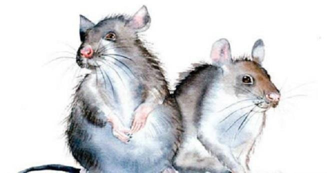 Từ tháng 1 âm này, tuổi Tý hãy chú ý hơn cả và hãy mạnh dạn trong công việc, có thể là làm thêm 1 công việc "tay trái" hoặc chọn hẳn cho mình 1 hướng đi mới bởi năm nay sẽ vô cùng "xuôi chèo mát mái" với tuổi Tý đấy!