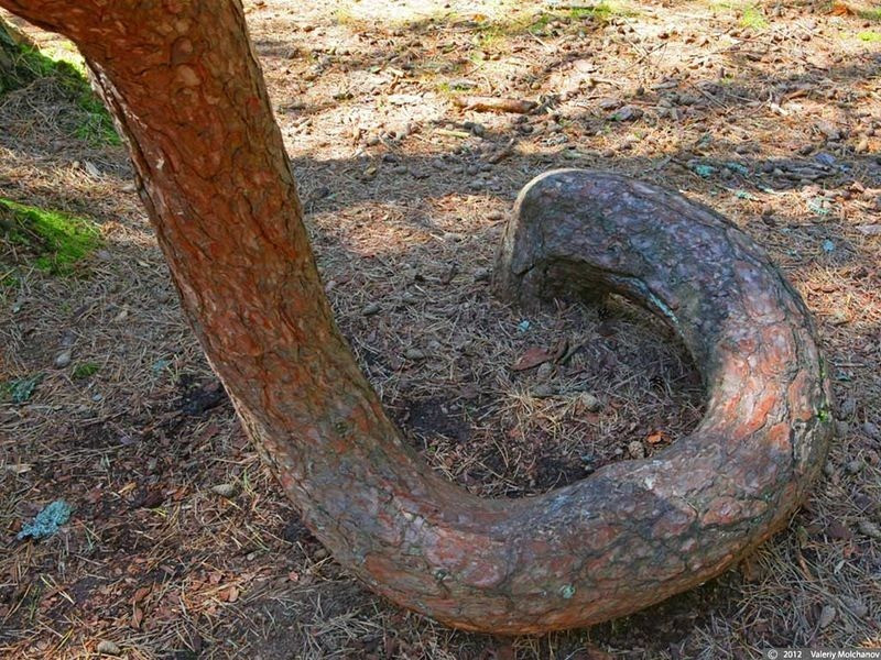 Tuy nhiên, một nhà ngoại cảm đưa ra phán đoán khu rừng thông này hội tụ cả nguồn năng lượng tích cực lẫn tiêu cực. Hai nguồn năng lượng này xung đột với nhau khiến cây cối có hình thù kỳ dị. Đến nay, Dancing Forest vẫn là một địa điểm bí ẩn mà con người chưa thể giải mã.