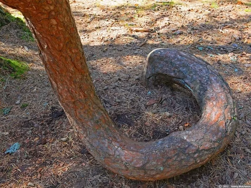 Tuy nhiên, một nhà ngoại cảm đưa ra phán đoán khu rừng thông này hội tụ cả nguồn năng lượng tích cực lẫn tiêu cực. Hai nguồn năng lượng này xung đột với nhau khiến cây cối có hình thù kỳ dị. Đến nay, Dancing Forest vẫn là một địa điểm bí ẩn mà con người chưa thể giải mã.