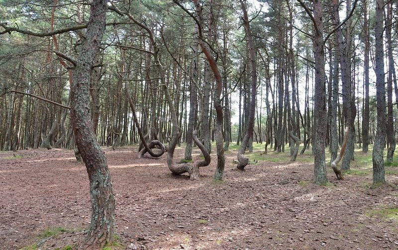 Khu rừng thông Dancing Forest (rừng nhảy múa) ở Kaliningrad, Nga là một trong những địa điểm bí ẩn nhất thế giới. Bên trong khu rừng kỳ quái này có nhiều cây thông mọc với dáng bất thường.