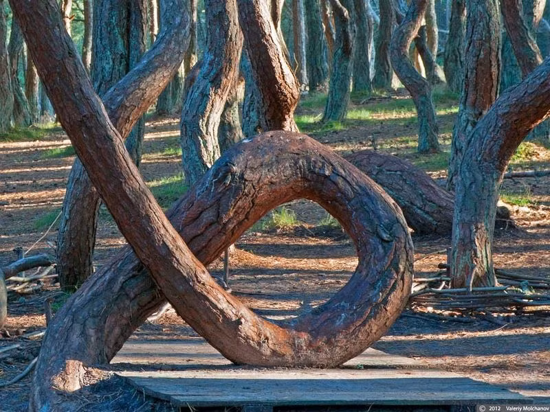 Một số cây có phần gốc mọc xiên xẹo giống như sắp đổ, thậm chí cuộn tròn thành hình chữ O rồi sau đó mọc thẳng tắp.