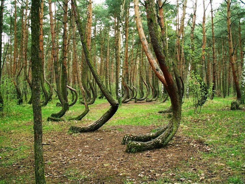 Nằm ở làng Nowe Czarnowo ở phía nam Szcezecin, rừng cong (Crooked Forest) nổi tiếng với hàng trăm cây thông đều uốn cong 90 độ ở gốc nhưng thân cây mọc thẳng đứng. Điều chú ý là tất cả cây trong rừng đều cong về hướng Bắc.