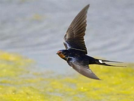 Quan niệm người xưa rằng chim én thường chỉ làm tổ dưới mái hiên của những gia đình giàu có, bề thế. Do đó, khi chim én đến làm tổ ở những gia đình bình thường, người ta cho rằng đó là điềm báo, gia đình đó sắp phát tài phát lộc.