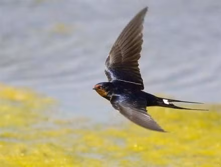 Quan niệm người xưa rằng chim én thường chỉ làm tổ dưới mái hiên của những gia đình giàu có, bề thế. Do đó, khi chim én đến làm tổ ở những gia đình bình thường, người ta cho rằng đó là điềm báo, gia đình đó sắp phát tài phát lộc.