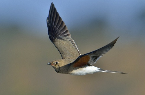 Ông bà cũng cho chim én tượng trưng cho điềm lành, cũng như chim khách. Khi chim én đến nhà thì gia đình đó hoà thuận, yên ấm, gia chủ làm ăn phát tài, giàu sang phú quý. Nhiều người nghĩ rằng chim én làm tổ trong nhà là điềm báo: chủ nhà đó cũng chịu khó làm ăn, mai mốt sẽ giàu sang, sung túc.
