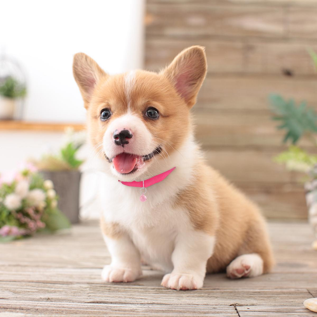 Chó đá được đặt tại cổng đình chùa, đền miếu, cổng làng, cổng nhà... để cảnh báo kẻ gian, ngăn trừ tà ma... Vì vậy, chó đến nhà là điềm báo, gia chủ sẽ gặp may mắn, có quý nhân phù trợ, làm ăn gặp thời gặp thế. (*Thông tin chỉ mang tính chiêm nghiệm, tham khảo)!