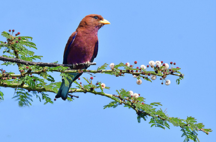 Bên cạnh đó, những chú chim như chim sẻ, chim én, chim cu, chim cút, vịt trời hay còn gọi là thiên nga, chim công, chim gõ kiến... cũng được xem là điềm báo vận may cho gia chủ.