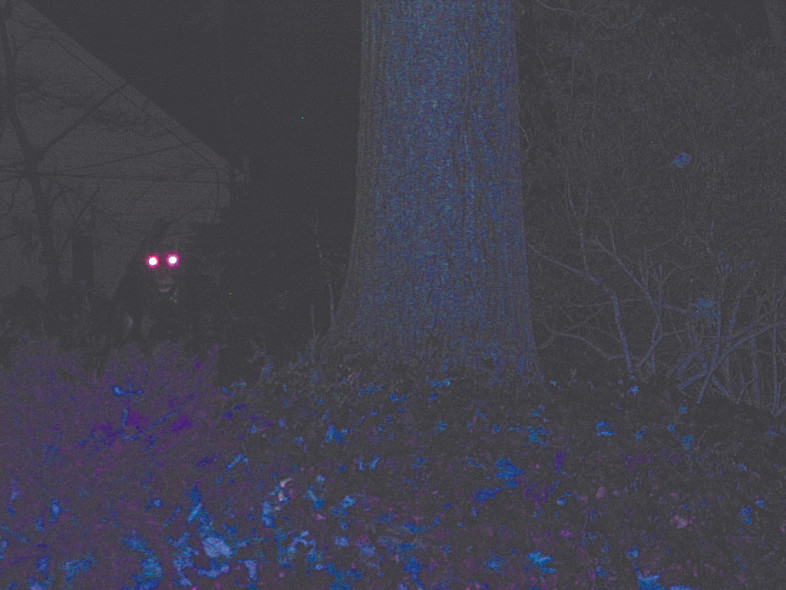 Loài chó đen xuất hiện đột ngột rồi biến mất bí ẩn vào trong màn đêm tối tăm không để lại dấu vết nào.