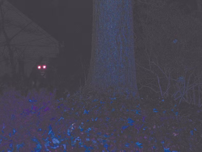 Loài chó đen xuất hiện đột ngột rồi biến mất bí ẩn vào trong màn đêm tối tăm không để lại dấu vết nào.