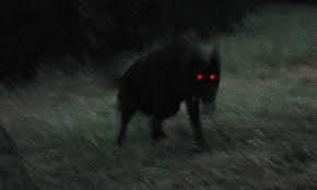 Thậm chí, một vài giai thoại nói về sự xuất hiện của những con chó đen có cơ thể cực kỳ to lớn và đi lại chỉ bằng 2 chân sau.