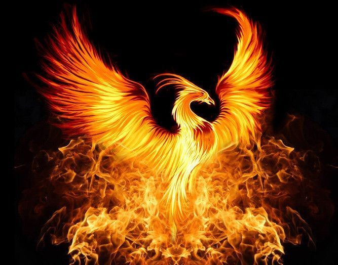 Tại một số nước ở châu Á hàng nghìn năm trước, chim phượng hoàng được tôn sùng là loài chim cao quý nhất.