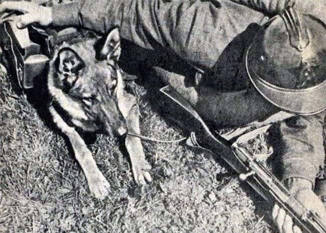 Liên Xô cũng huấn luyện hàng ngàn con chó để chúng quen với tiếng nổ của bom đạn trên chiến trường cũng như phân biệt được đâu là xe tăng của Đức quốc xã để tránh đánh bom nhầm.