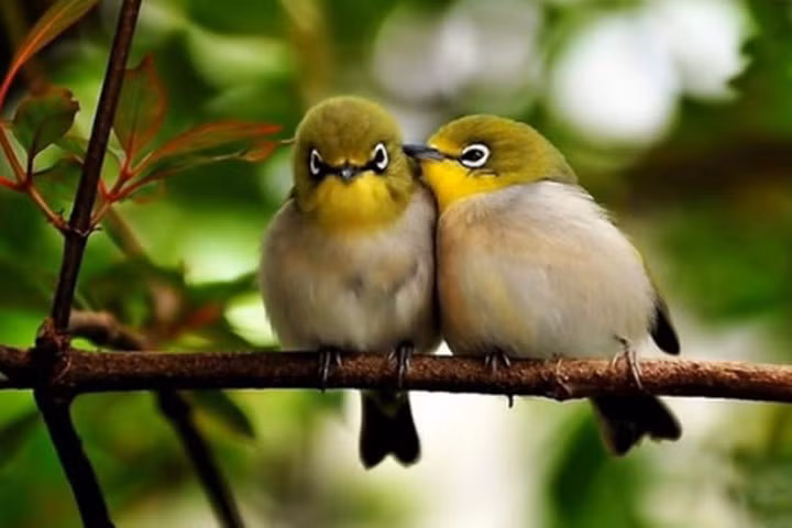 Theo đó, người trong nhà sắp nhận tin vui hoặc tài vận trong thời gian tới sẽ hanh thông. Không những thế, tiếng kêu của chim khách rất thánh thót, làm nhiều người cảm thấy vui vẻ, sảng khoái.