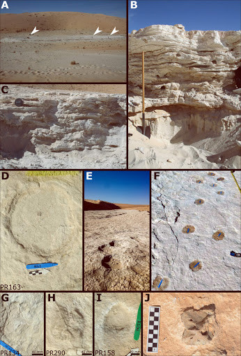 Thông qua phương pháp Phát sáng kích thích quang học (tức cho ánh sáng bắn vào các hạt cát sa mạc và đo lượng năng lượng mà chúng phát ra), các chuyên gia xác định được niên đại của những dấu chân này khoảng 120.000 năm tuổi.
