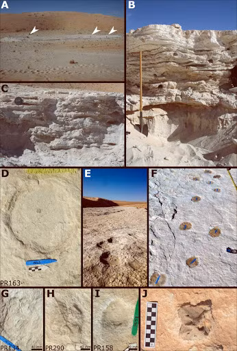 Thông qua phương pháp Phát sáng kích thích quang học (tức cho ánh sáng bắn vào các hạt cát sa mạc và đo lượng năng lượng mà chúng phát ra), các chuyên gia xác định được niên đại của những dấu chân này khoảng 120.000 năm tuổi.