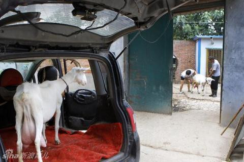 Trung Quoc: Mang de dao pho...ban sua tuoi nguyen chat-Hinh-2