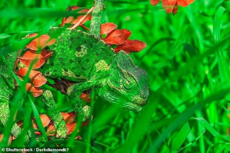 Nguyên tắc này được lấy ý tưởng từ động vật hoang dã là loại tắc kè hoa hoặc bạch tuộc, khi chúng thường xuyên thay đổi màu da của chúng, để hòa cùng với môi trường xung quanh để ẩn mình trước kẻ thù hoặc ngụy trang săn mồi.