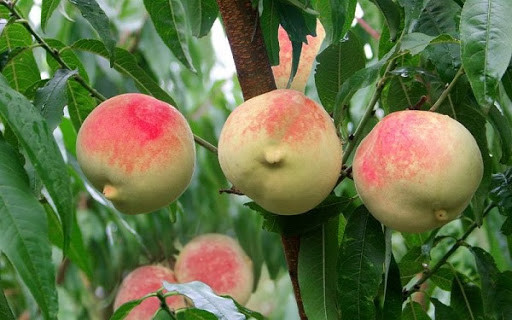 Những loại nhỏ hơn thì bán theo cân, cũng có giá vài trăm tệ, là thứ quả đắt đỏ, thời xưa chỉ quý tộc mới có tiền mua nổi.