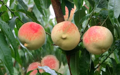 Những loại nhỏ hơn thì bán theo cân, cũng có giá vài trăm tệ, là thứ quả đắt đỏ, thời xưa chỉ quý tộc mới có tiền mua nổi.