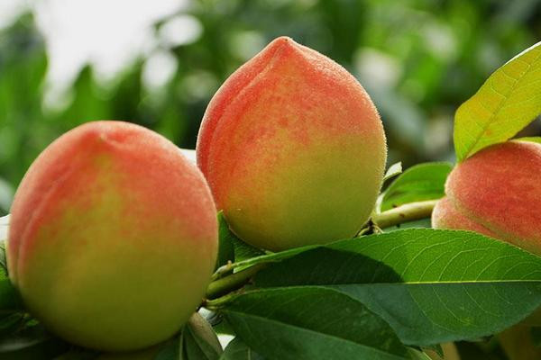 Những quả đào quý nhân cũng không kém cạnh, trọng lượng trung bình của một quả đào này là 0,7 kg, và trọng lượng tối đa có thể lên tới 1kg. Có thông tin đây chính là nguyên mẫu quả đào tiên trong phim Tây Du Ký.