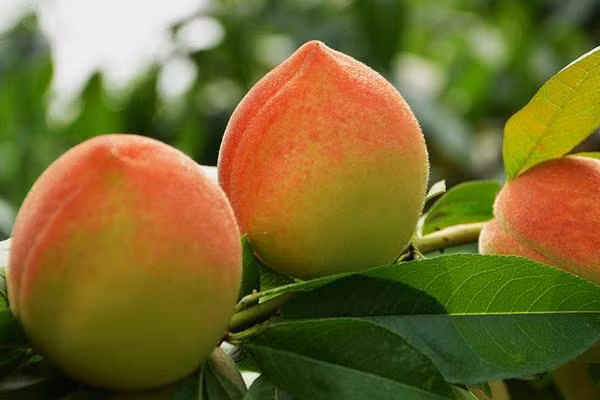 Những quả đào quý nhân cũng không kém cạnh, trọng lượng trung bình của một quả đào này là 0,7 kg, và trọng lượng tối đa có thể lên tới 1kg. Có thông tin đây chính là nguyên mẫu quả đào tiên trong phim Tây Du Ký.