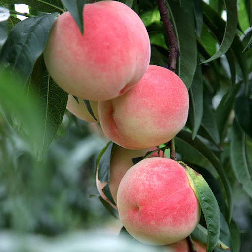 Ngay cả mua được rồi cũng chỉ dùng trong dịp đặc biệt để đãi khách quý, vì vậy mới có tên là "đào quý nhân", "đào quý tộc".