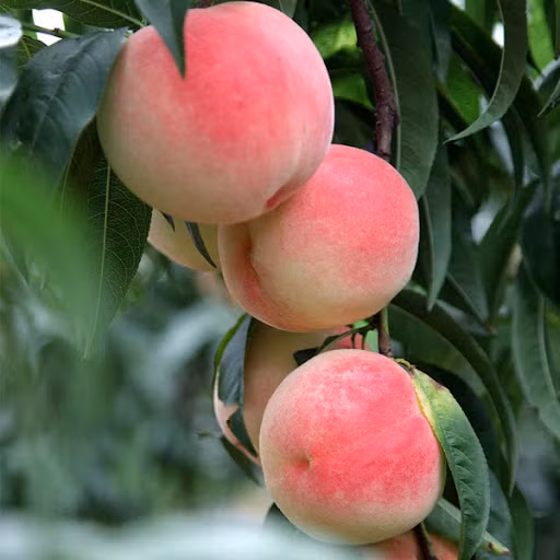 Ngay cả mua được rồi cũng chỉ dùng trong dịp đặc biệt để đãi khách quý, vì vậy mới có tên là "đào quý nhân", "đào quý tộc".