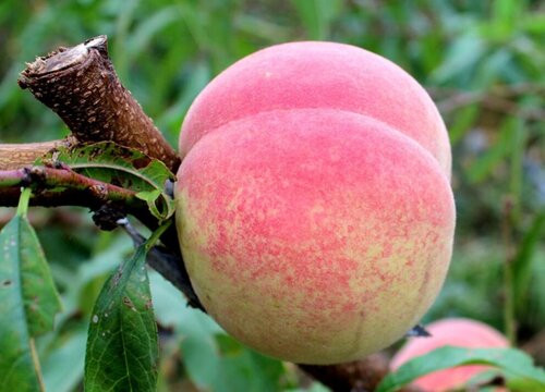 Giá của đào quý nhân không hề rẻ, một quả đào thượng hạng có thể được bán với giá khoảng 1000 tệ (khoảng 3,5 triệu đồng).