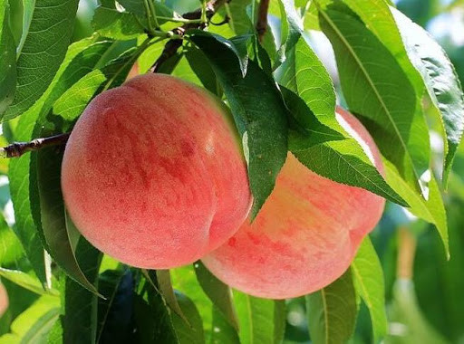 Điển hình như các chất dinh dưỡng như cholesterol và natri, carbohydrate, đường, chất xơ, protein, vitamin A, vitamin C, vitamin E và K, niacin, folate, sắt, choline, kali, magiê, phốt pho, mangan, kẽm và đồng.