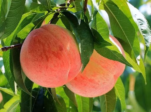 Điển hình như các chất dinh dưỡng như cholesterol và natri, carbohydrate, đường, chất xơ, protein, vitamin A, vitamin C, vitamin E và K, niacin, folate, sắt, choline, kali, magiê, phốt pho, mangan, kẽm và đồng.