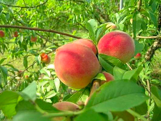 Đây là loại đào được xem là "nhất phẩm đào", loài đào ngon số một mệnh danh là "đào quý nhân", "đào quý tộc". Đào này vừa to vừa đẹp, có quả nặng gần 1kg, ăn vào còn ngọt hơn mật, thời xưa chỉ chuyên dùng trong quốc yến, đại điển cung đình.