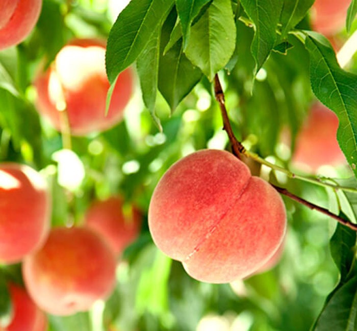 Theo tìm hiểu, đào quý nhân còn được gọi là đào đông, đào tuyết. Cũng có nơi gọi là đào tiên, đào mừng thọ vì dáng dấp rất đẹp và hương vị mê say lòng người.