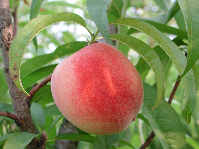 Đào quý nhân cũng rất bổ dưỡng, bao gồm tất cả dưỡng chất có trong đào thường.