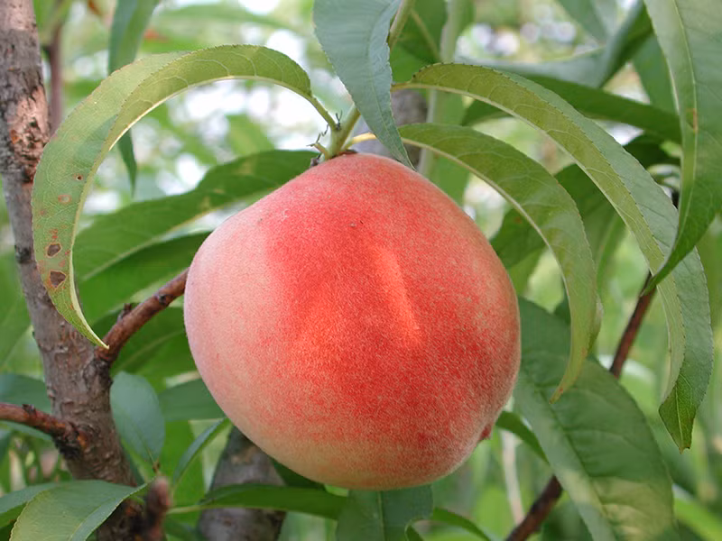 Đào quý nhân cũng rất bổ dưỡng, bao gồm tất cả dưỡng chất có trong đào thường.