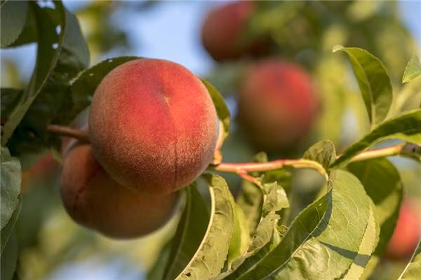 Chắc hẳn mọi người xem Tây Du Ký đều ấn tượng với cảnh Tôn Ngộ Không đại náo thiên cung, ăn trộm đào tiên của Tây Vương Mẫu để sống thọ ngang đất trời.