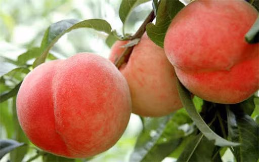 Đào là một trong số những loại quả được ưa thích nhờ hương vị thơm ngon, bổ dưỡng. Tuy vậy, nhiều người chỉ biết đến các giống đào vào mùa hè mà không biết đến giống đào vào mùa đông.