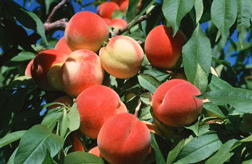 Đào quý nhân nhìn rất đẹp, giòn nhưng lại cực ngọt, thơm mùi mật, có thể nói là đào ngon nhất.