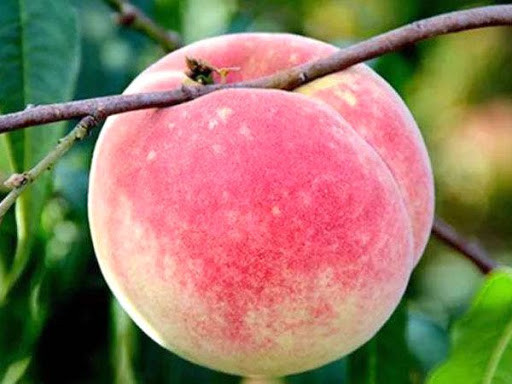 Ngoài các ưu điểm nổi trội như kích thước lớn, hình thức đẹp, vị giòn, ngọt, thơm, đào quý nhân cũng được xem là dễ bảo quản nên thường được chọn để dùng trong những đại tiệc quan trọng.