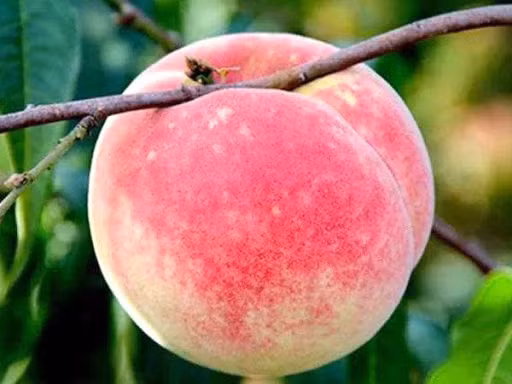 Ngoài các ưu điểm nổi trội như kích thước lớn, hình thức đẹp, vị giòn, ngọt, thơm, đào quý nhân cũng được xem là dễ bảo quản nên thường được chọn để dùng trong những đại tiệc quan trọng.