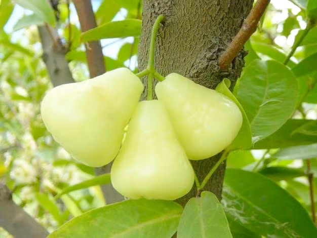 Với sự phát triển của khoa học công nghệ, con người ngày càng được thưởng thức nhiều loại trái cây thơm ngon, bổ dưỡng hơn. Thế nhưng cũng không ít những loại quả thời xưa mọc đầy ngoài đường giờ lại trở nên quý hiếm, có giá trị rất cao.