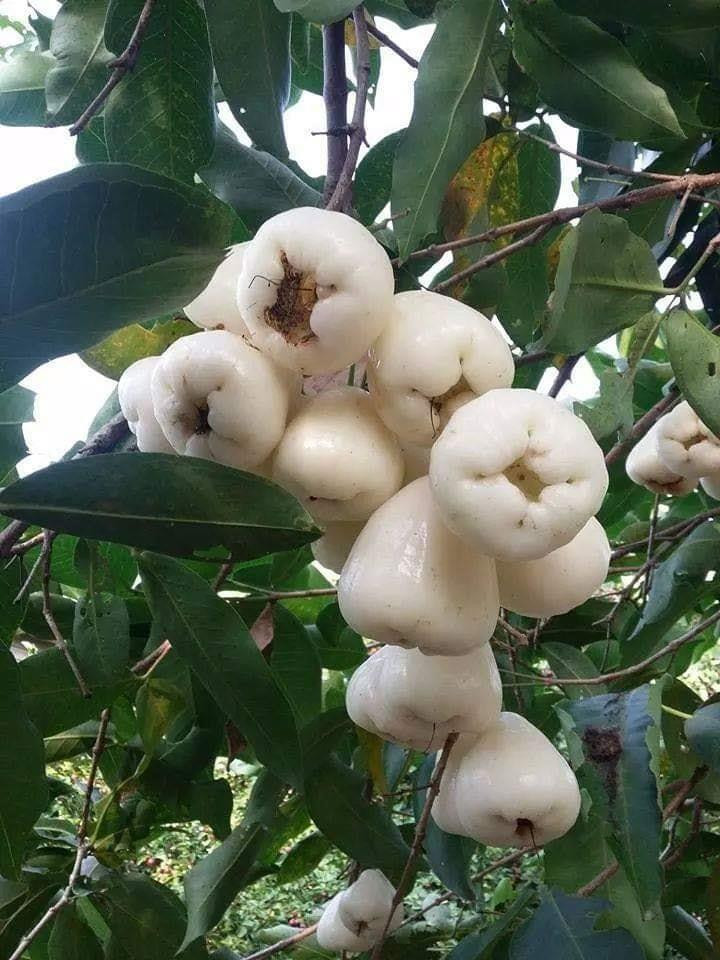 Roi bạch ngọc ban đầu có nhiều ở vì Đông Nam Á và các khu vực lân cận tuy nhiên do người dân không rõ công dụng và lợi ích sức khỏe của loài quả nàng mà chặt bỏ nhiều, hiện giờ còn rất ít.