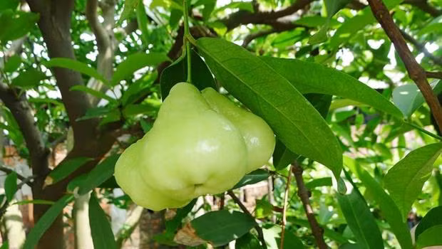 Người Thái Lan không hay trồng roi bạch ngọc, không chú trọng vào cây này vì vậy roi bạch ngọc thường được thu hoạch ở những cây mọc nơi hoang.